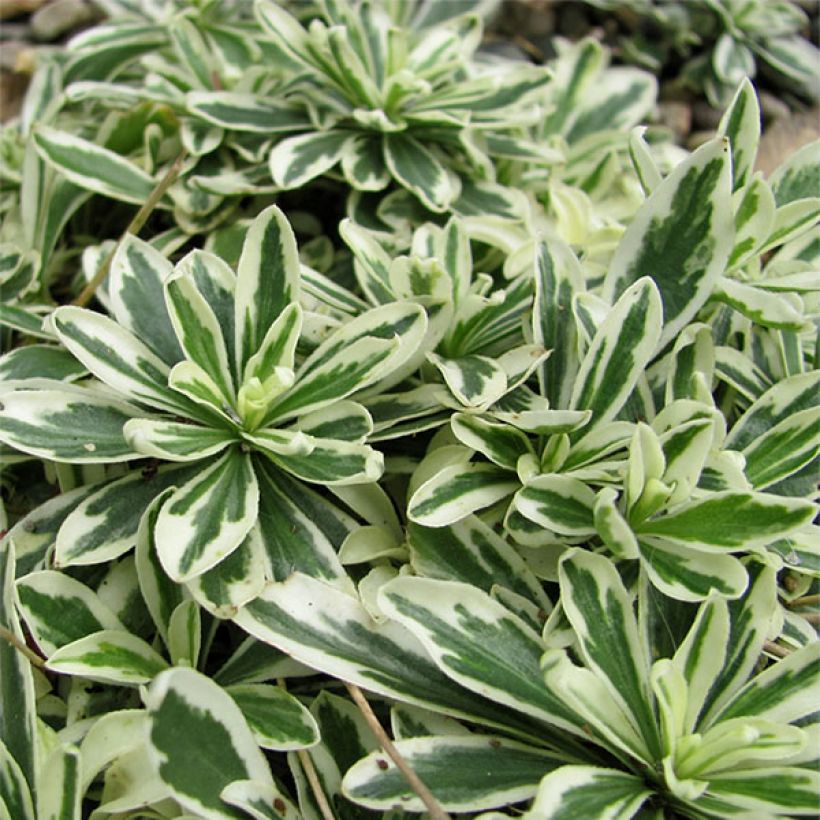Arabis ferdinandi coburgii Variegata - Weißbunte Gänsekresse (Foliage)