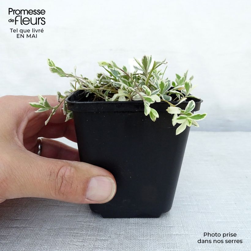 Example of Arabis ferdinandi coburgii Variegata - Weißbunte Gänsekresse Kleine Töpfe von 8/9 cm as you get in printemps