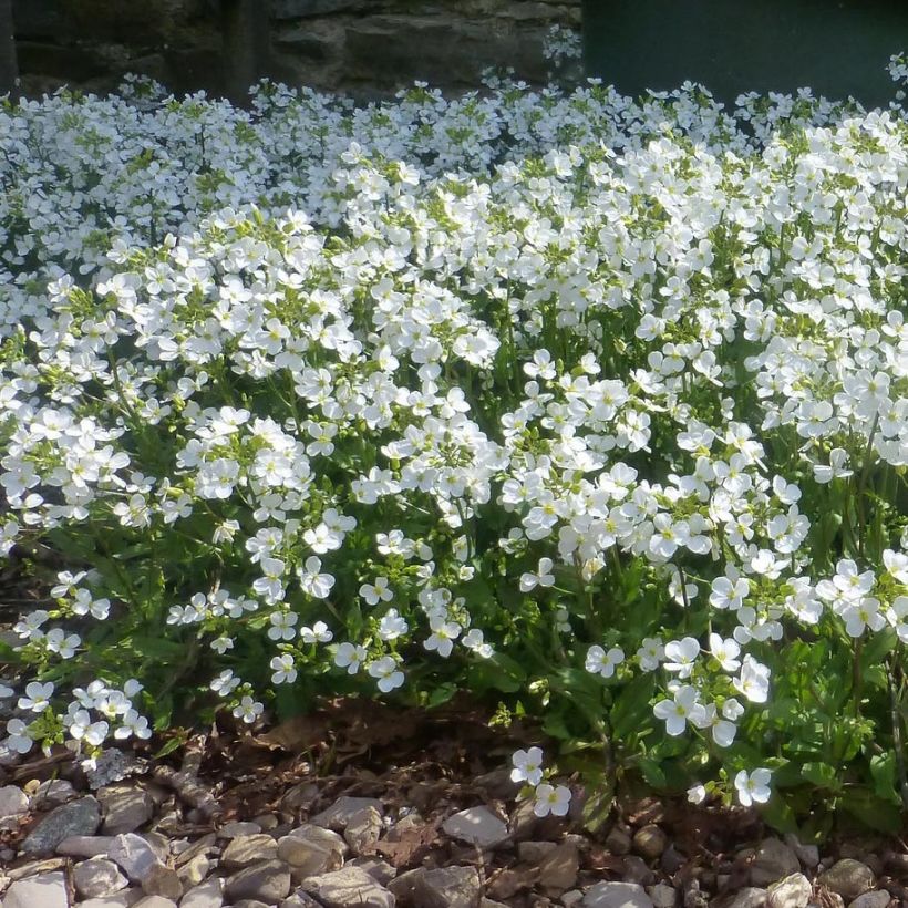Arabis procurrens Neuschnee - Karpaten-Schaumkresse (Wuchs)