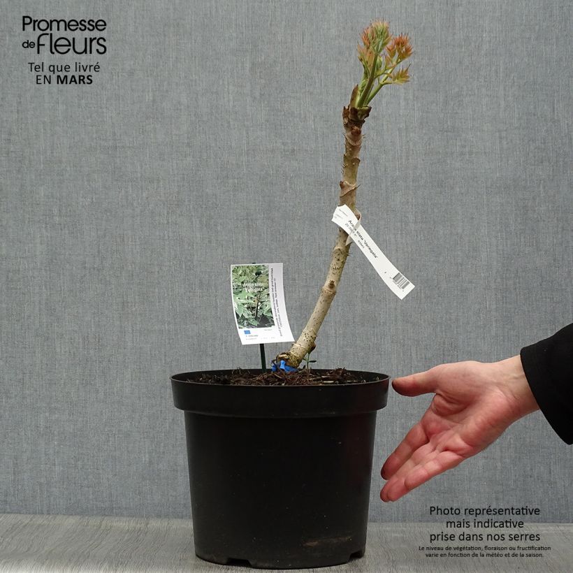 Example of Aralia elata Silver Umbrella - Aralie Topf mit 7,5L/10L as you get in printemps