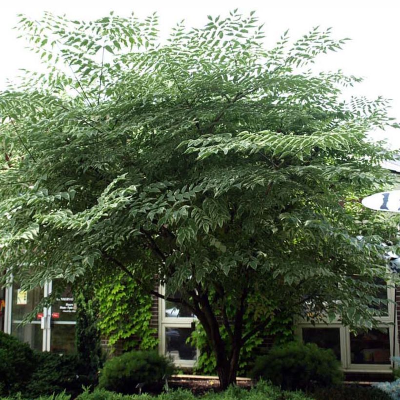 Aralia elata Silver Umbrella - Aralie (Plant habit)