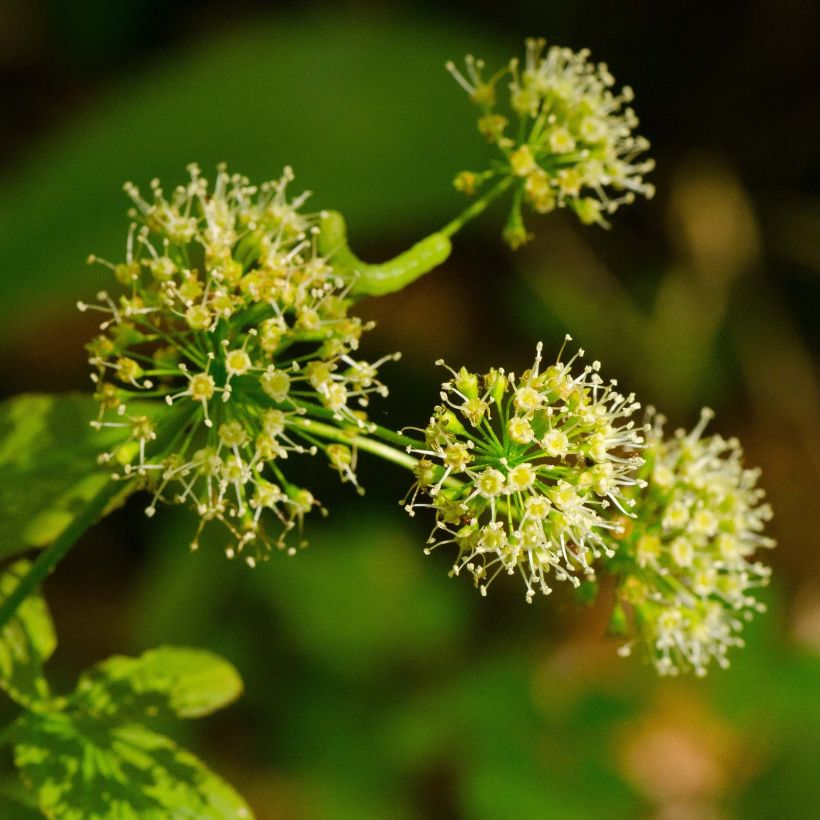 Aralia nudicaulis (Blüte)
