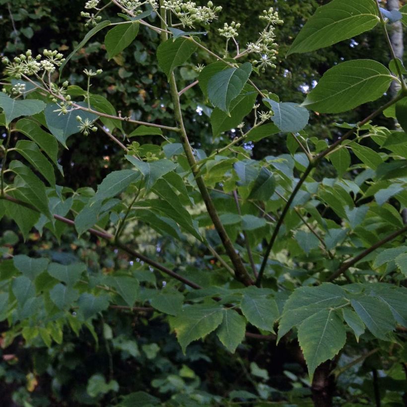 Aralia spinosa - Japanischer Angelikabaum (Laub)