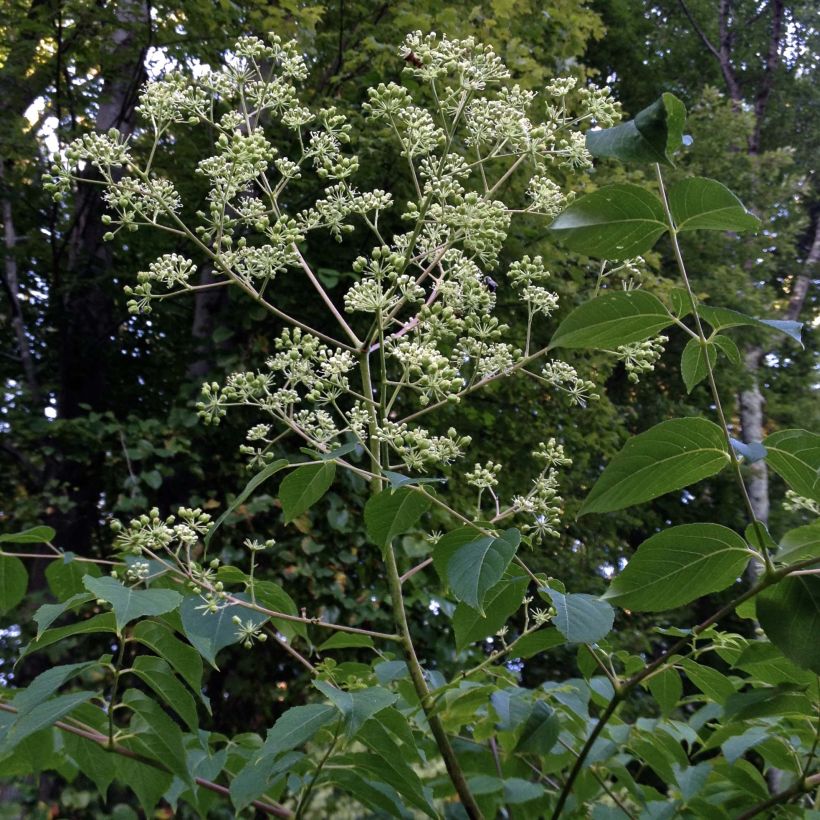 Aralia spinosa - Japanischer Angelikabaum (Wuchs)