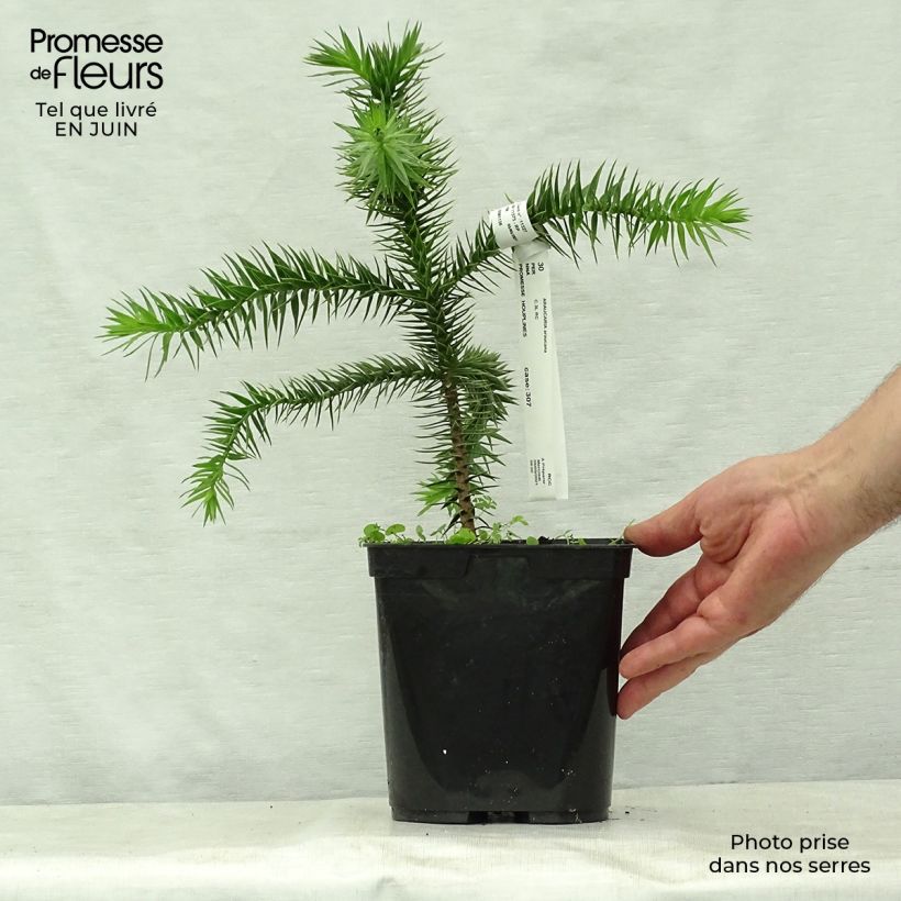 Exemplar von Araucaria araucana - Chilenische Araukarie Topf mit 3L/4L wie im Sommer geliefert