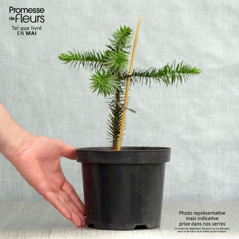 Example of Araucaria araucana - Chilenische Araukarie Topf mit 3L/4L as you get in printemps