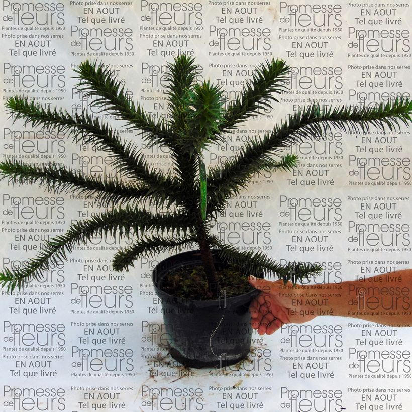 Example of Araucaria araucana - Chilenische Araukarie Topf mit 4L/5L as you get