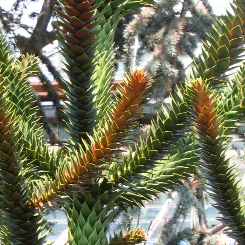 Araucaria araucana - Chilenische Araukarie (Foliage)