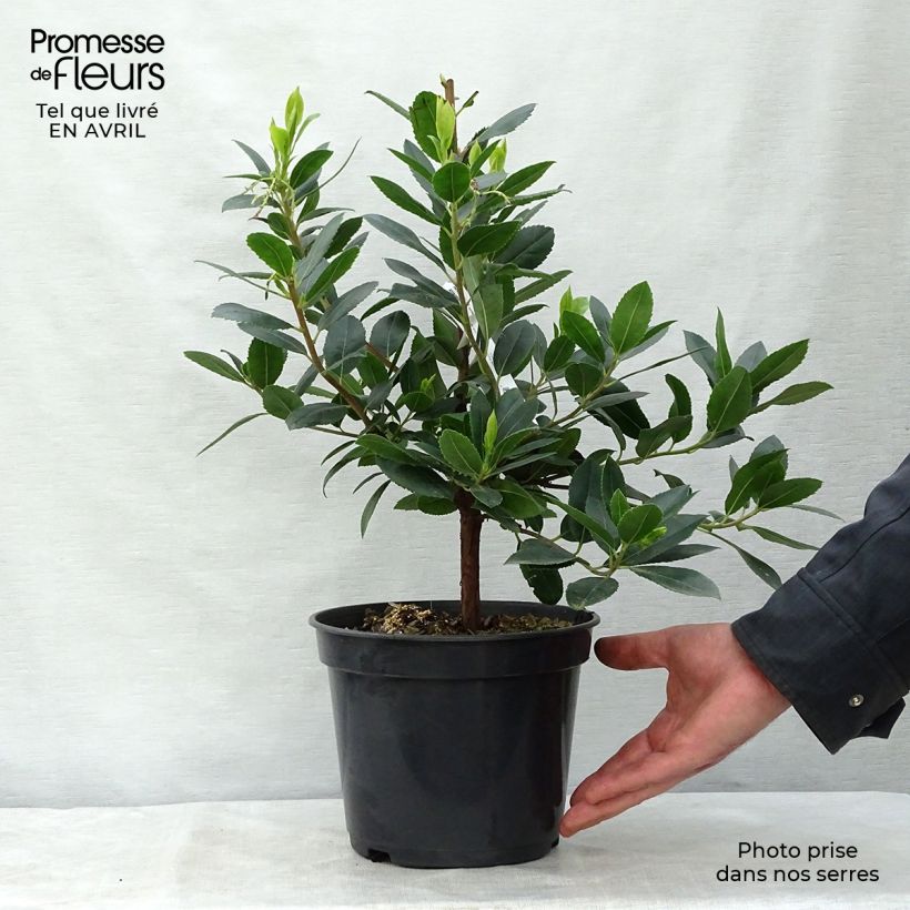Example of Westlicher Erdbeerbaum Atlantic - Arbutus unedo Topf mit 4L/5L, Strauch as you get in printemps