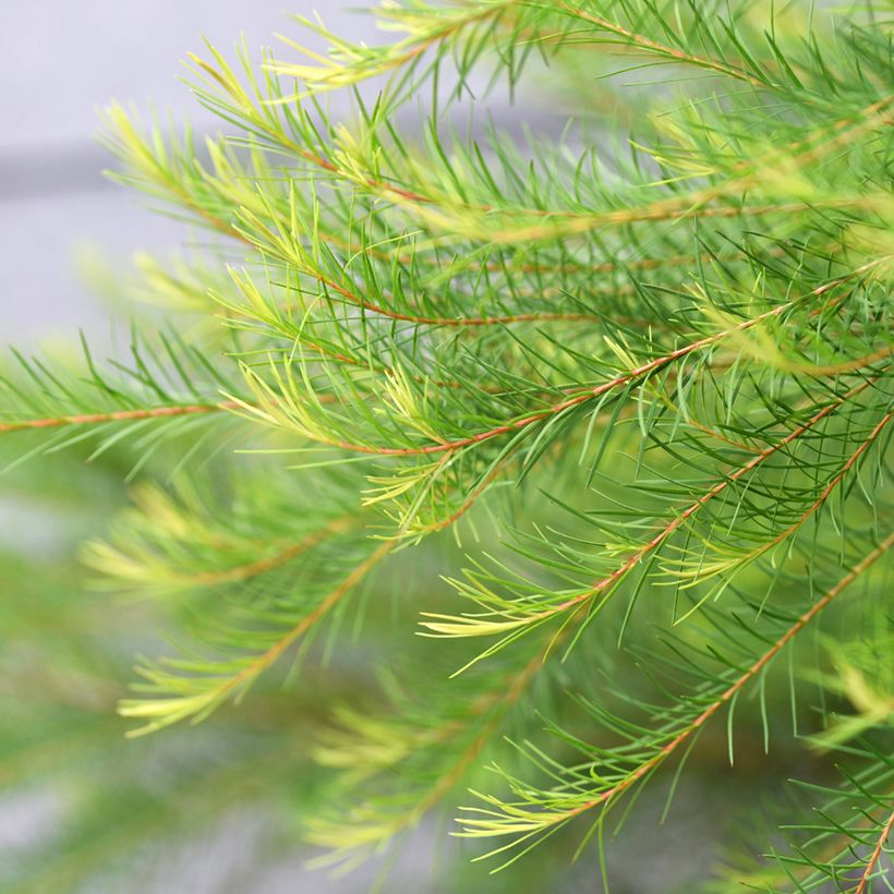 Melaleuca alternifolia - Australischer Teebaum (Laub)