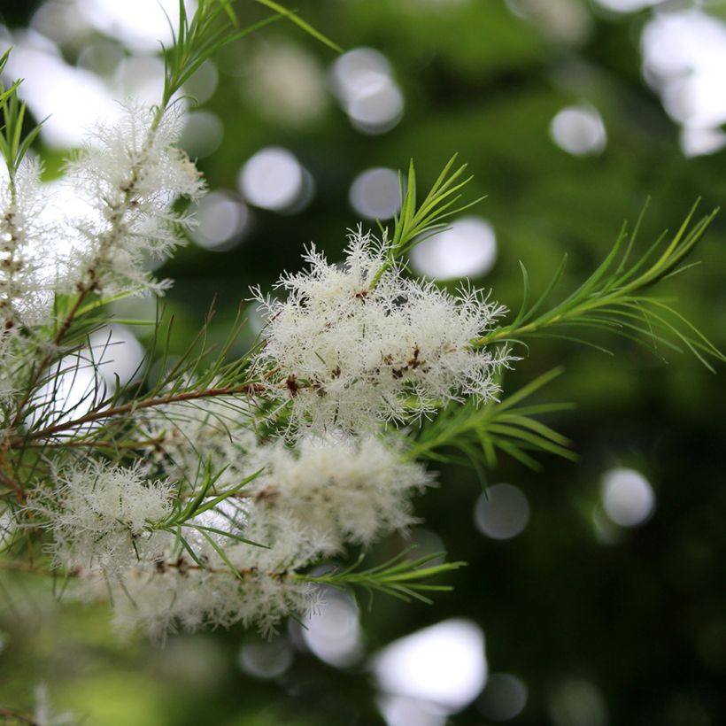 Melaleuca alternifolia - Australischer Teebaum (Blüte)