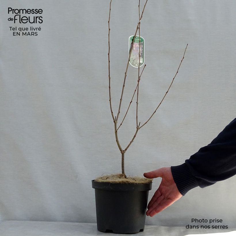 Example of Japanischer Kuchenbaum Rotfuchs - Cercidiphyllum japonicum Topf mit 4L/5L as you get in printemps