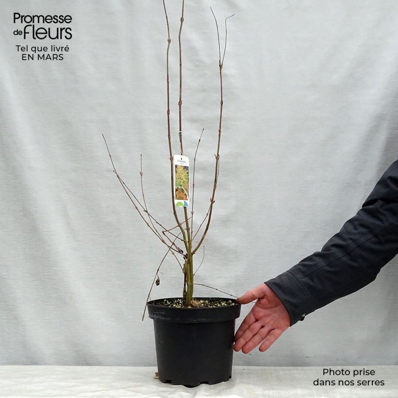 Example of Japanischer Kuchenbaum - Cercidiphyllum japonicum Topf mit 3L/4L as you get in printemps