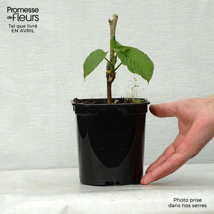 Example of Davidia involucrata Sonoma - Taschentuchbaum Topf mit 3L/4L as you get in printemps