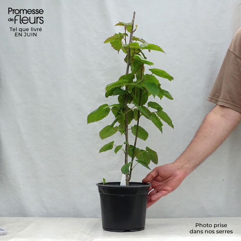 Exemplar von Davidia involucrata - Taschentuchbaum Topf mit 4L/5L wie im Sommer geliefert