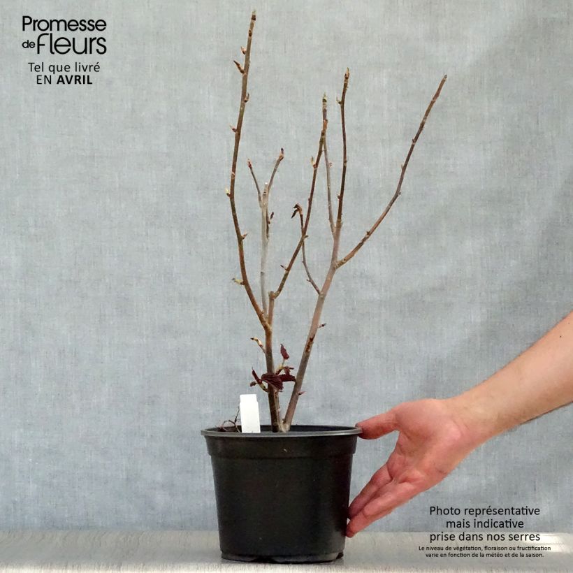 Example of Davidia involucrata - Taschentuchbaum Topf mit 4L/5L as you get in printemps