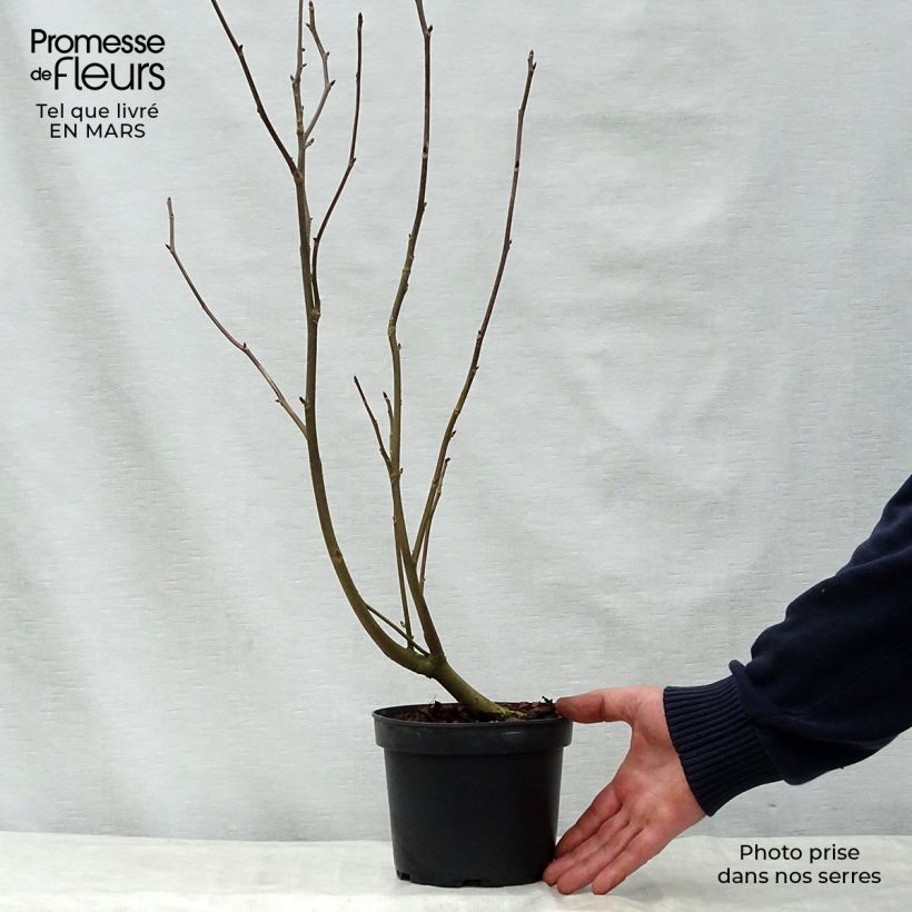 Example of Davidia involucrata var. vilmoriniana - Taschentuchbaum Topf mit 3L/4L as you get in printemps