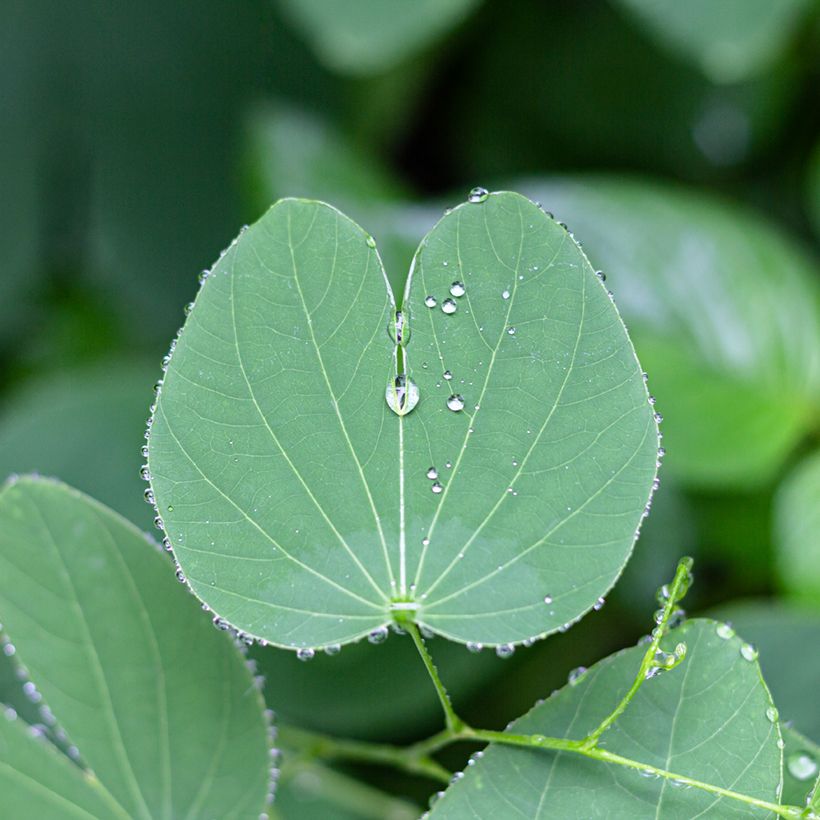 Bauhinia purpurea - Orchideenbaum (Foliage)