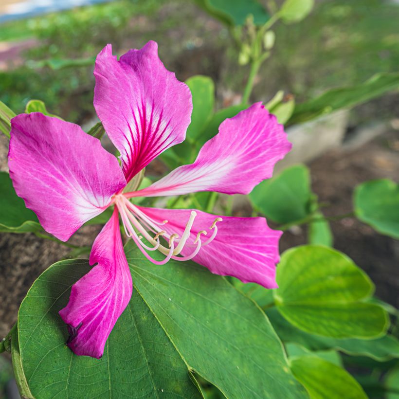 Bauhinia purpurea - Orchideenbaum (Flowering)