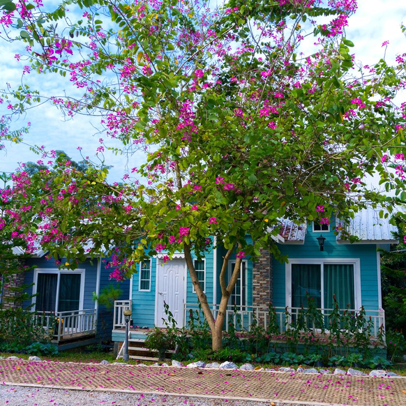 Bauhinia purpurea - Orchideenbaum (Plant habit)