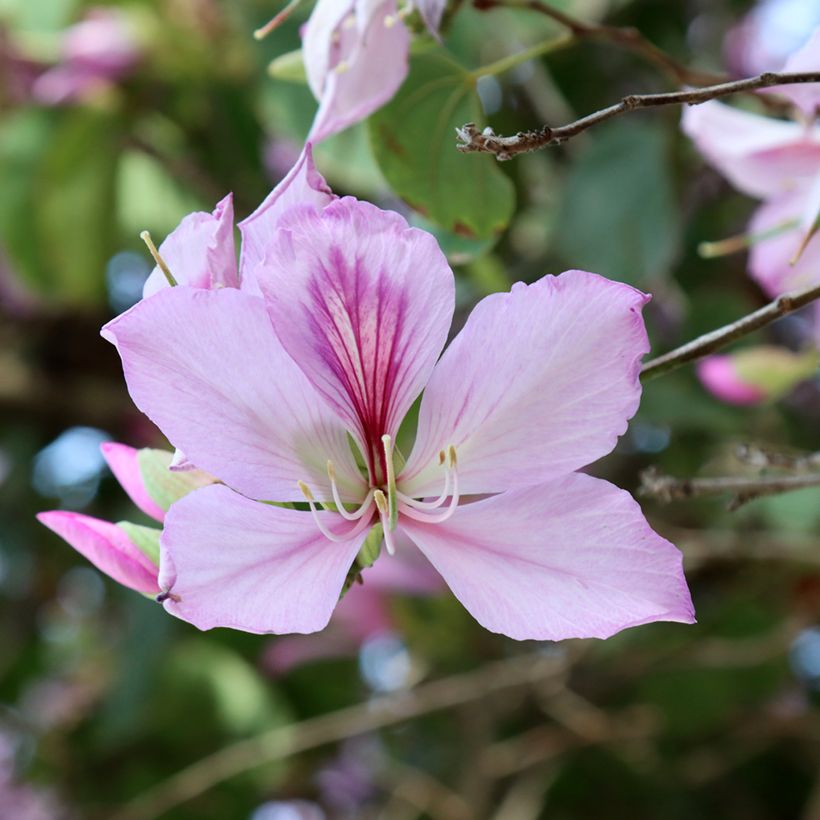 Arbre aux orchidées - Bauhinia variegata (Blüte)
