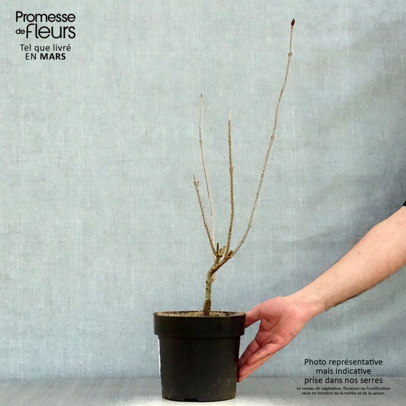 Exemplar von Japanischer Losbaum - Clerodendrum trichotomum Topf mit 3L/4L wie im Frühjahr geliefert