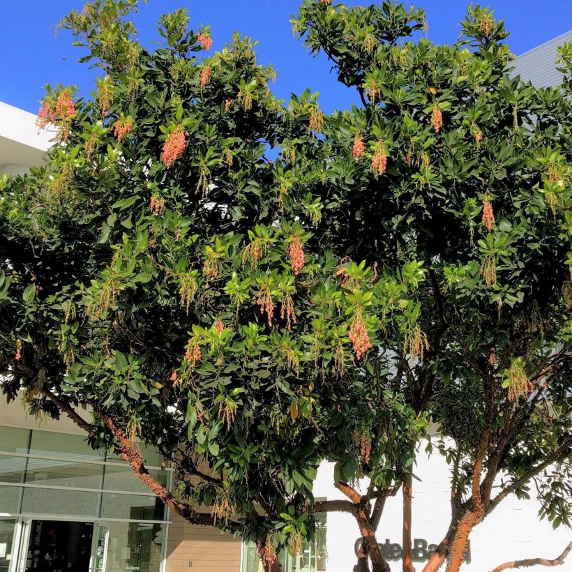 Arbutus Marina - Erdbeerbaum (Plant habit)