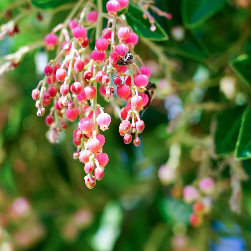 Arbutus Marina - Erdbeerbaum (Flowering)