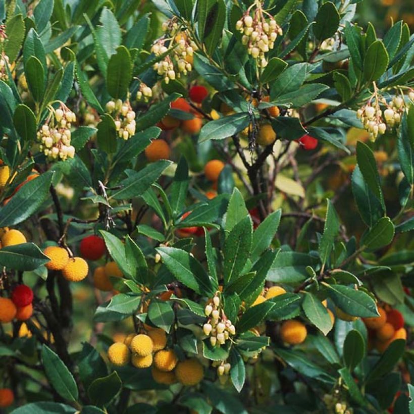 Westlicher Erdbeerbaum Atlantic - Arbutus unedo (Foliage)