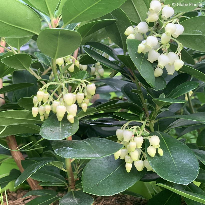 Arbutus unedo Peace and Love - Westlicher Erdbeerbaum (Blüte)