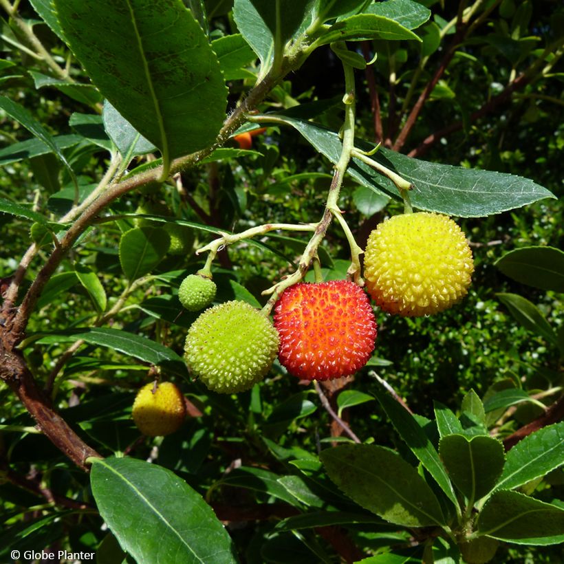 Arbutus unedo Peace and Love - Westlicher Erdbeerbaum (Ernte)