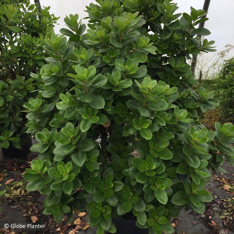 Arbutus unedo Peace and Love - Westlicher Erdbeerbaum (Wuchs)