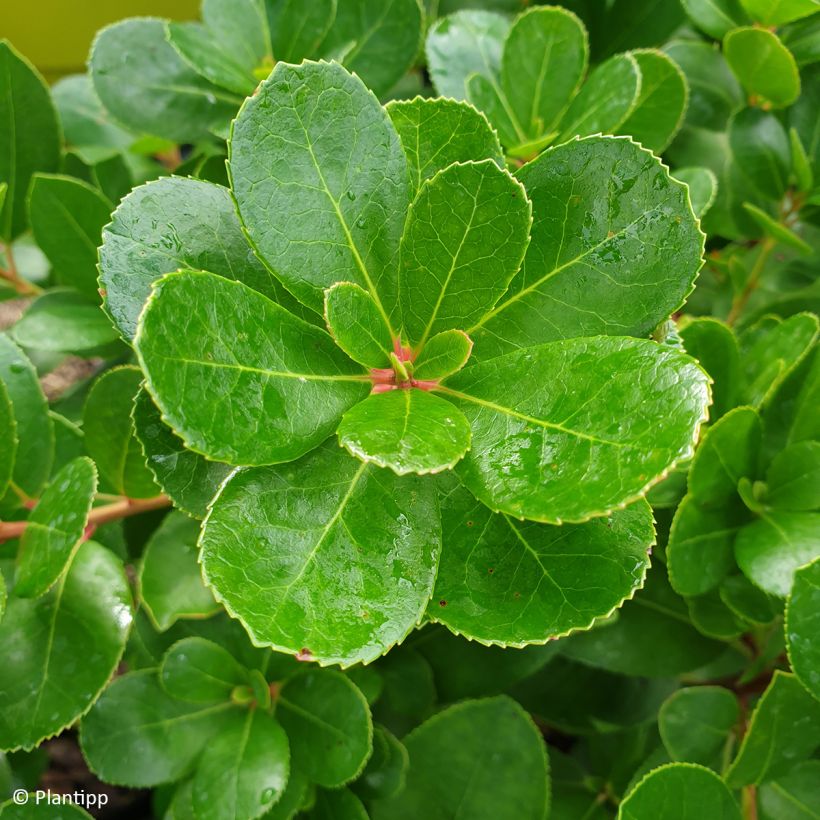 Arbutus unedo Peace and Love - Westlicher Erdbeerbaum (Laub)