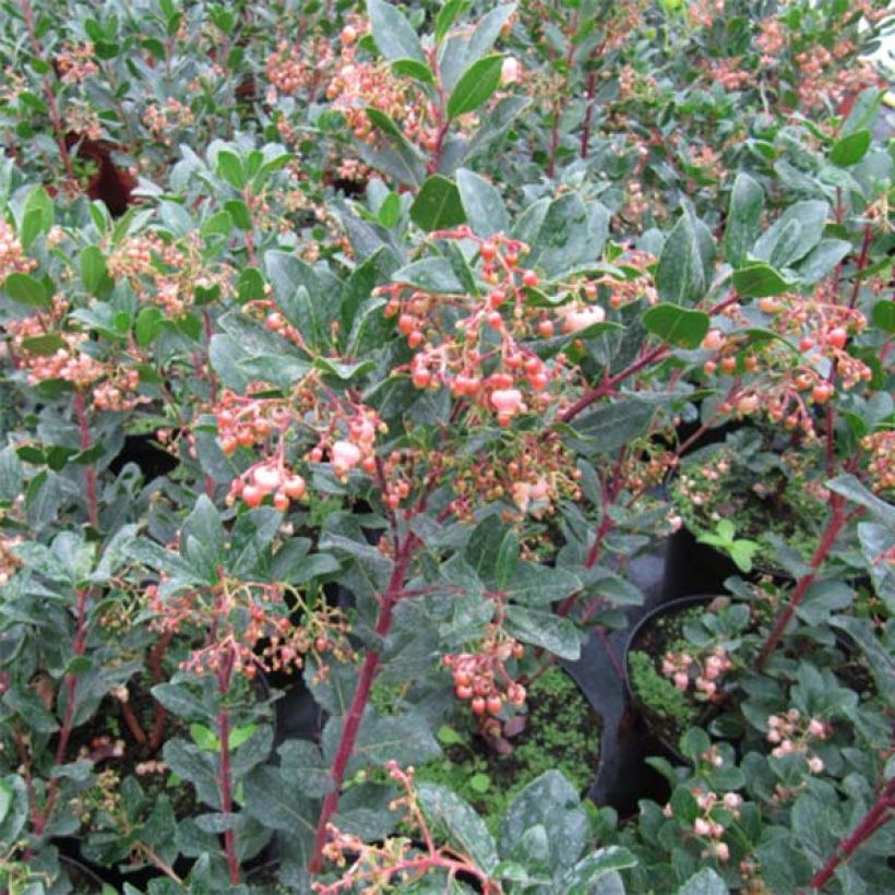 Arbutus unedo Rubra - Westlicher Erdbeerbaum (Foliage)
