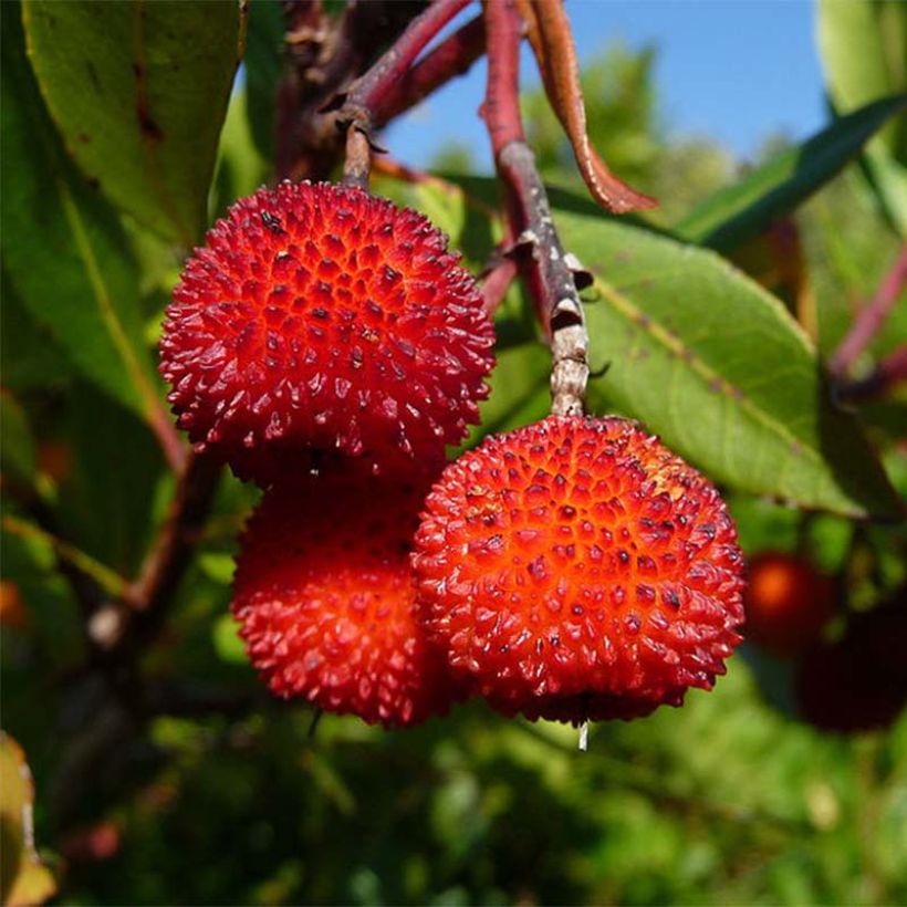 Arbutus unedo Rubra - Westlicher Erdbeerbaum (Harvest)