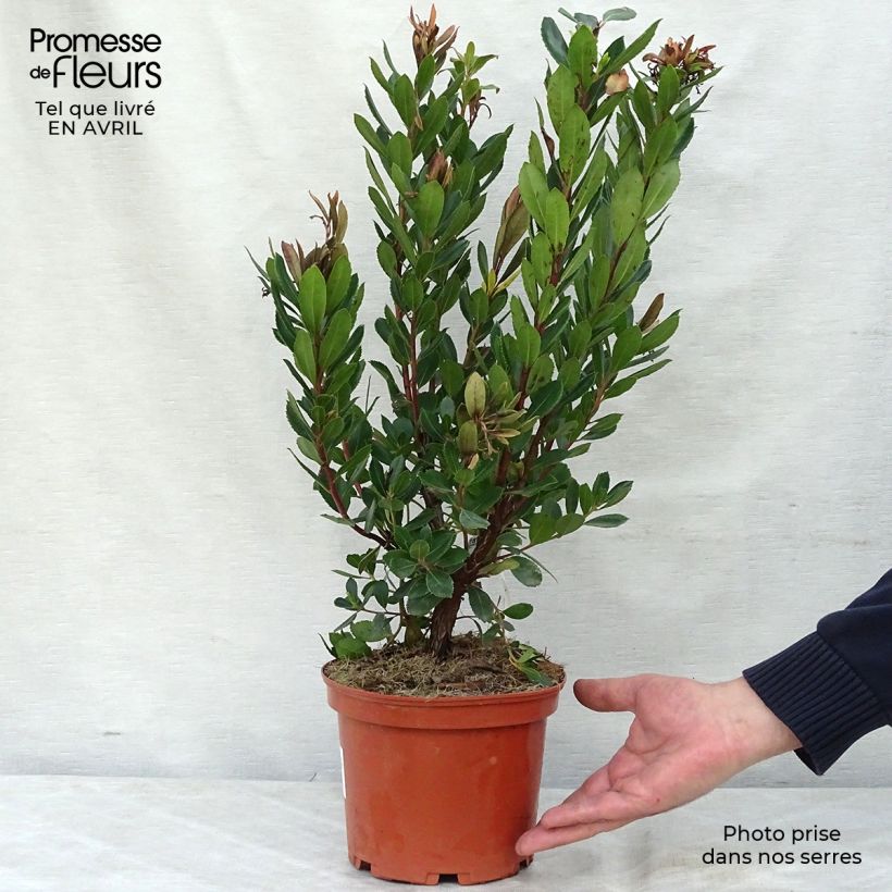 Example of Arbutus unedo Rubra - Westlicher Erdbeerbaum Topf mit 3L/4L as you get in printemps