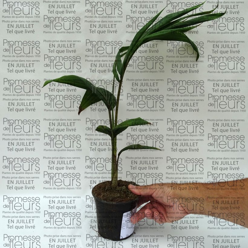 Exemplar von Archontophoenix cunninghamiana - Bungalowpalme Topf 12 cm / 13 cm wie im Sommer geliefert