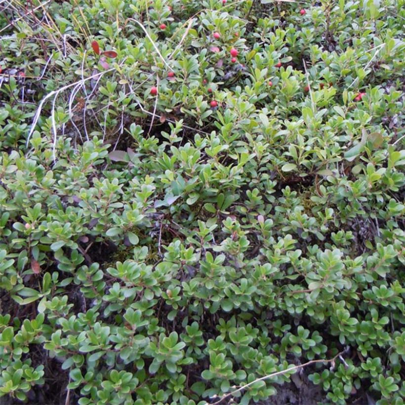 Arctostaphylos uva-ursi - Echte Bärentraube (Wuchs)