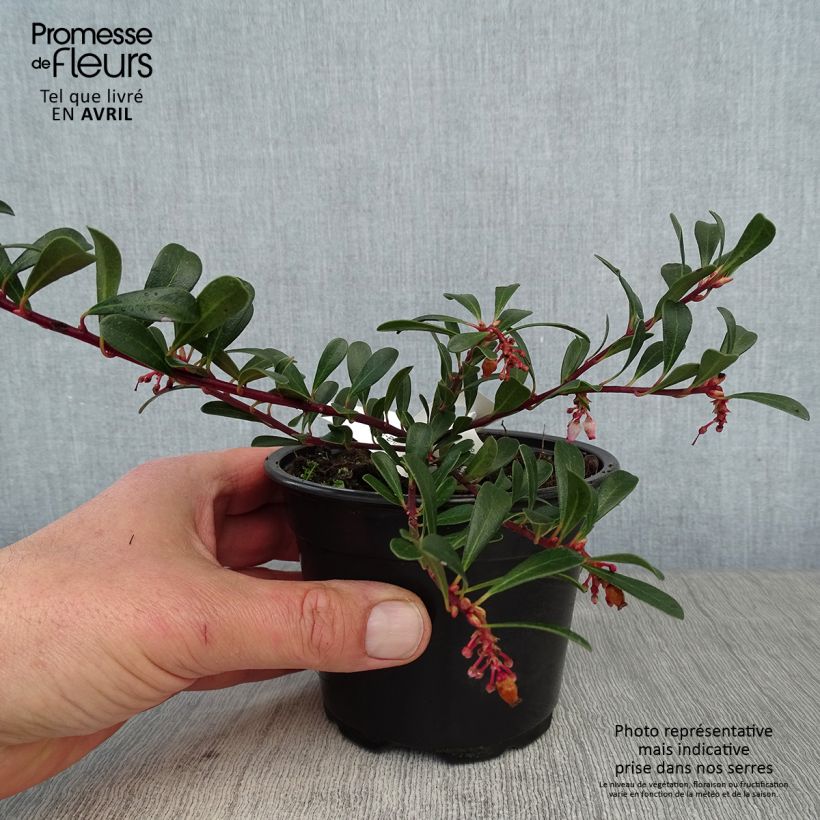 Exemplar von Arctostaphylos uva-ursi - Echte Bärentraube Kleine Töpfe von 8/9 cm wie im Frühjahr geliefert