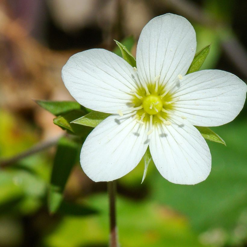 Arenaria montana - Berg-Sandkraut (Blüte)