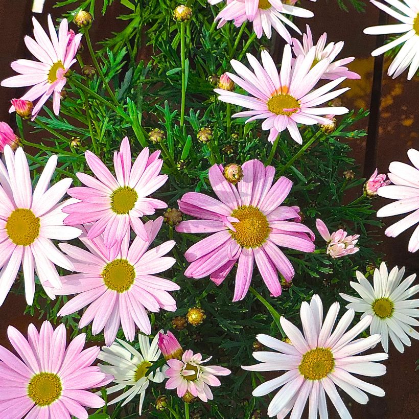 Kanarische Strauch-Margerite Gill s Pink - Argyranthemum (Wuchs)