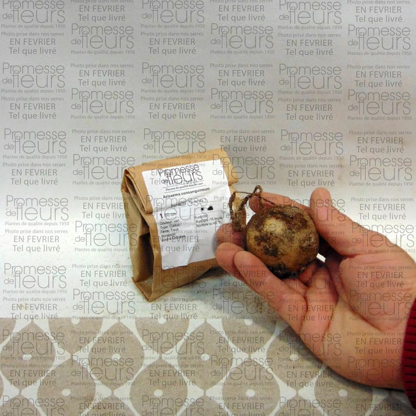 Beispiel eines Exemplars von Arisaema consanguineum - Feuerkolben Zwiebel wie geliefert