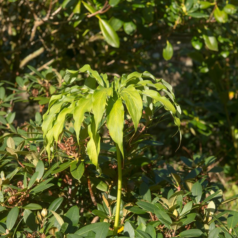 Arisaema consanguineum - Feuerkolben (Wuchs)