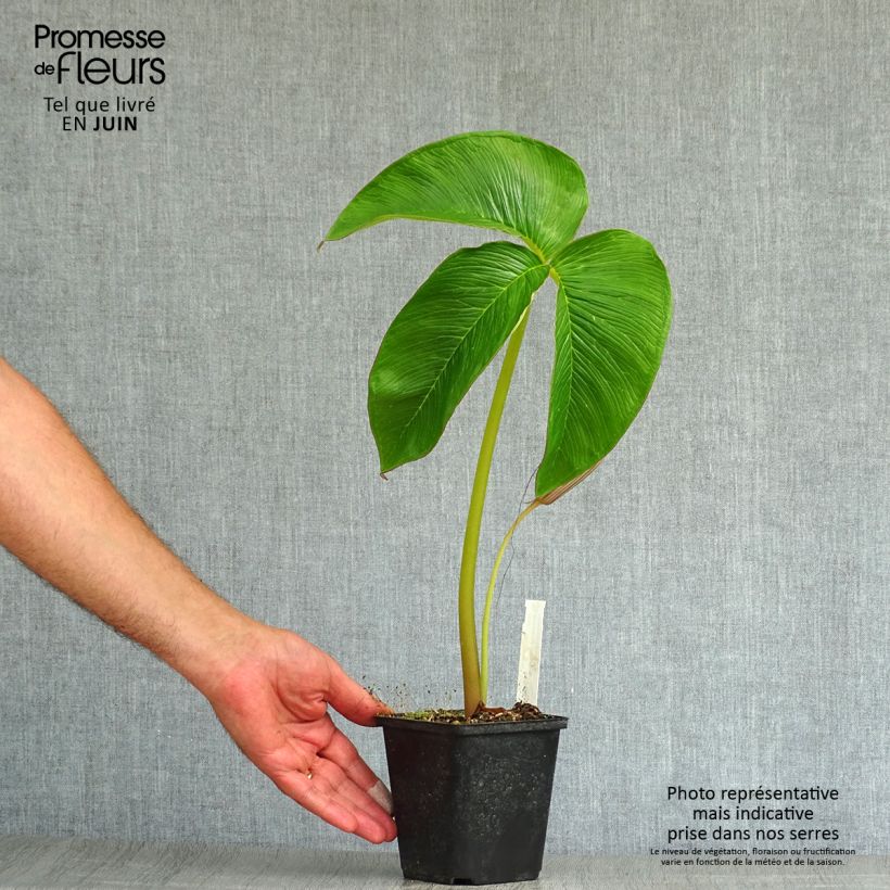 Exemplar von Arisaema costatum - Feuerkolben Kleine Töpfe von 8/9 cm wie im Sommer geliefert