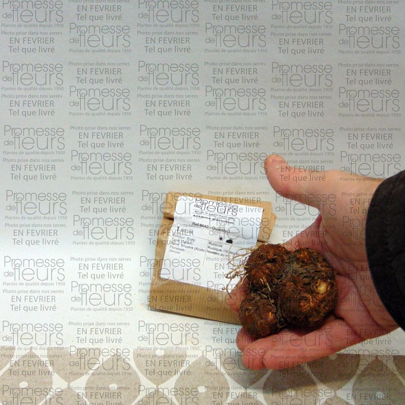 Beispiel eines Exemplars von Arisaema dracontium - Feuerkolben Zwiebel wie geliefert