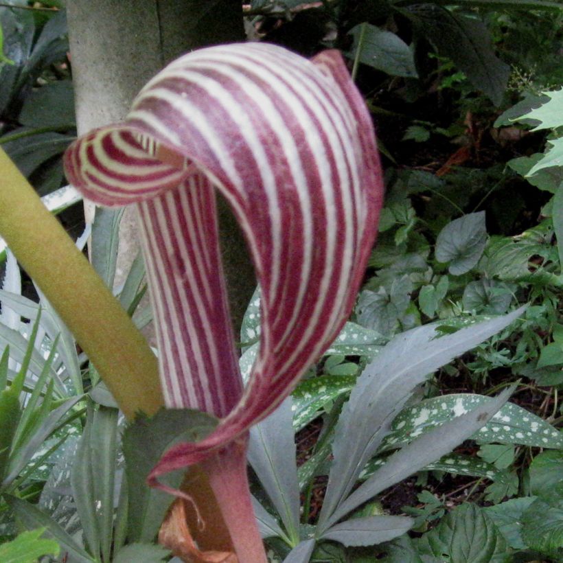 Arisaema fargesii - Feuerkolben (Blüte)