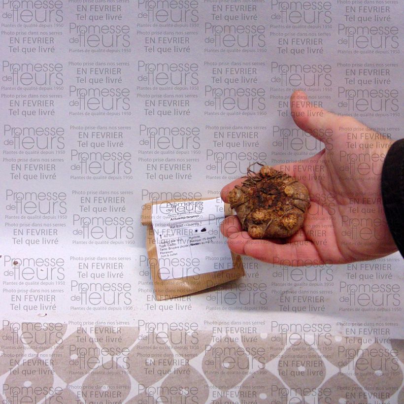 Beispiel eines Exemplars von Arisaema fargesii - Feuerkolben Zwiebel wie geliefert