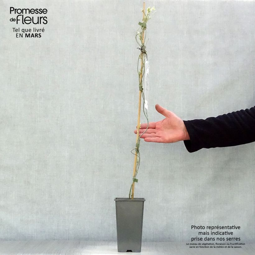 Exemplar von Aristolochia macrophylla - Windende Osterluzei Topf mit 1L/1,5L wie im Frühjahr geliefert