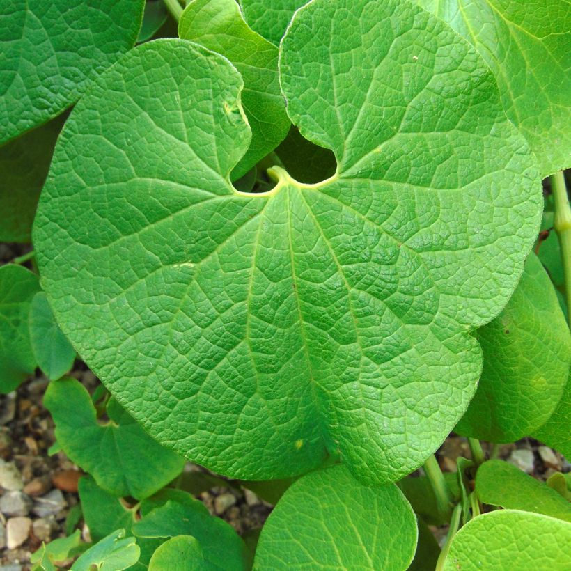 Aristolochia clematitis - Gemeine Osterluzei (Laub)
