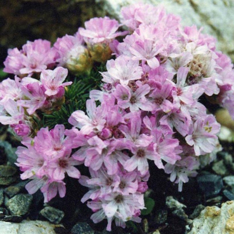 Armeria juniperifolia Bevan s Variety - Zwerg-Grasnelke (Wuchs)